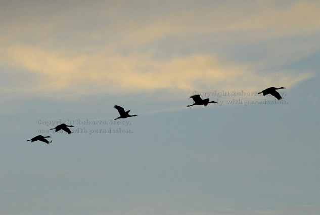 sandhill cranes in flight