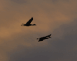 flying sandhill cranes at sunset