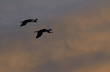 sandhill cranes in flight at sunset