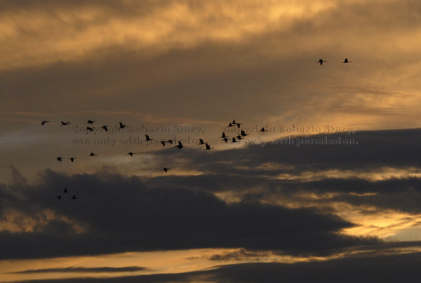 flock of flying sandhill cranes at sunset