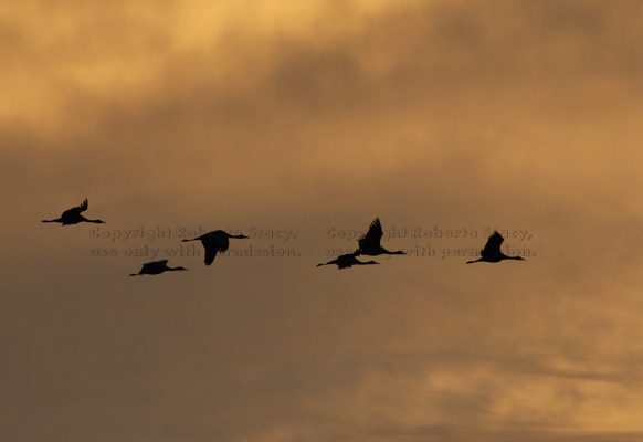 six flying sandhill cranes at sunset