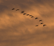 sandhill cranes flying at sunset