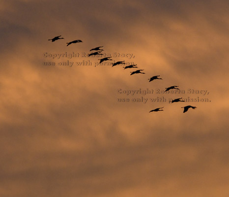 sandhill cranes flying at sunset