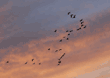 sandhill cranes in flight at sundown