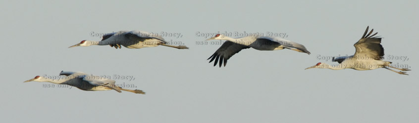 sandhill cranes in flight