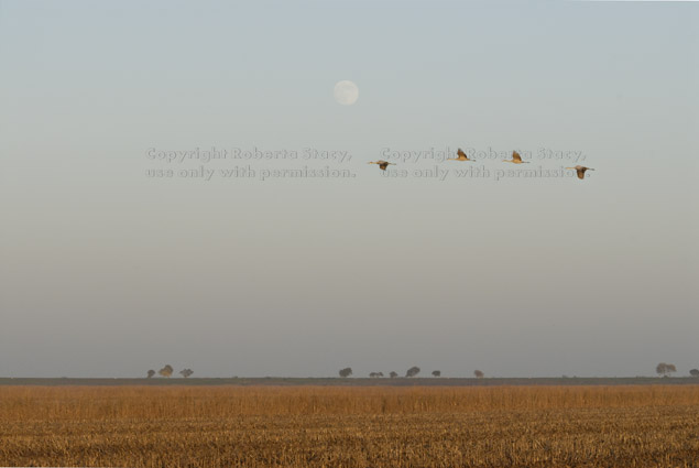 sandhill crane flyover near end of day