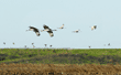 sandhill cranes in flight