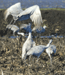 sandhill cranes in corn field