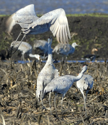 sandhill cranes in corn field