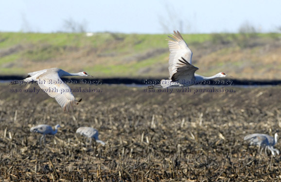 two flying sandhill cranes