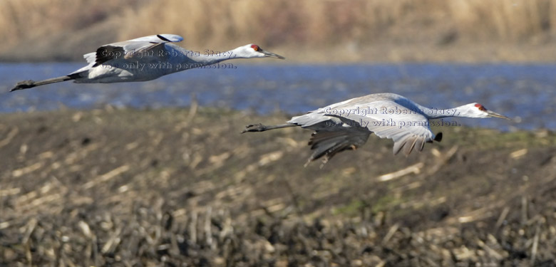 two low-flying sandhill cranes