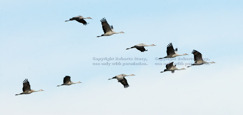 sandhill cranes in flight