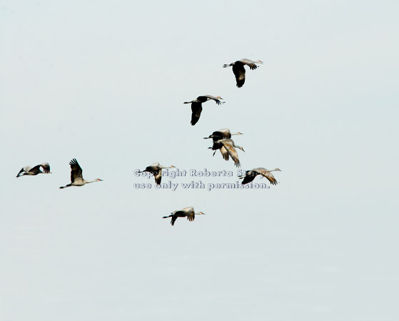 sandhill cranes flying