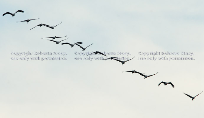 approaching sandhill cranes in flight