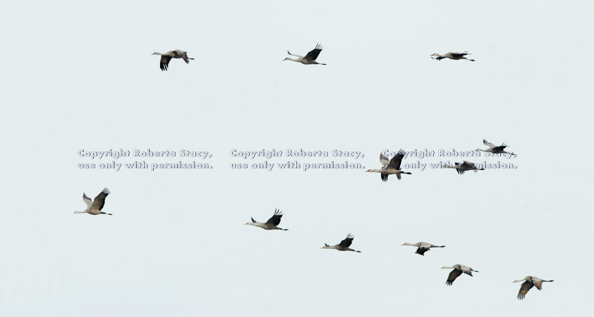 flying sandhill cranes