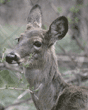 white-tailed deer eating a branch