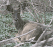 white-tailed deer lying down