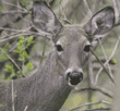 white-tailed deer, close-up of face