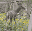 white-tailed deer, rear view