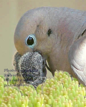 mourning dove feeding chicks