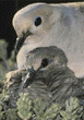 mourning dove & chick