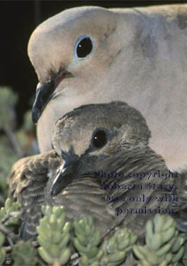 mourning dove & chick