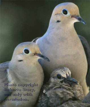 mourning doves & chick