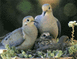 mourning doves & chicks