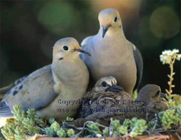 mourning doves & chicks