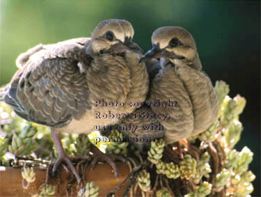 mourning dove chicks