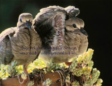 mourning dove chicks