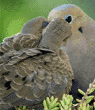 mourning dove feeding chicks