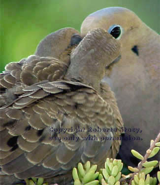 mourning dove feeding chicks