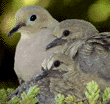 mourning dove & chicks