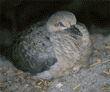 mourning dove chick