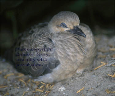 mourning dove chick