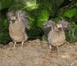mourning dove chicks