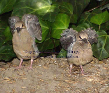 mourning dove chicks