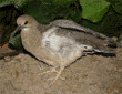 mourning dove chick