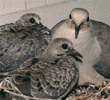 mourning dove & chicks