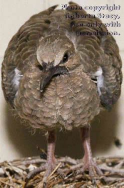 mourning dove chick