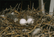 mourning dove nest & eggs