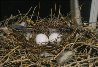 mourning dove nest & eggs