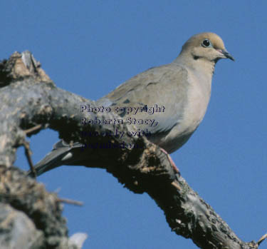 mourning dove