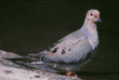 mourning dove