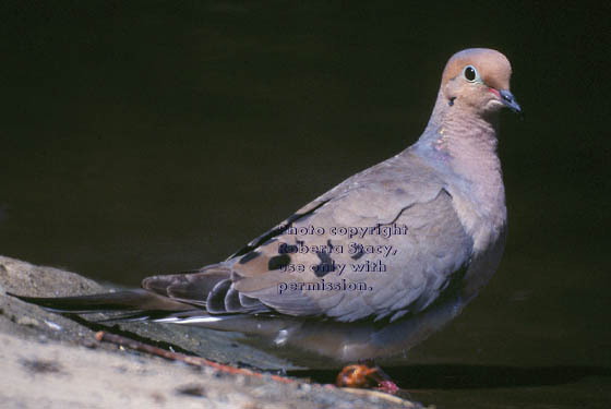 mourning dove