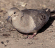 mourning dove