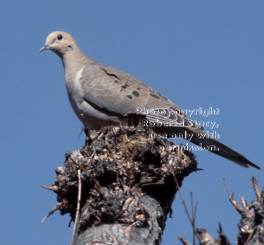 mourning dove