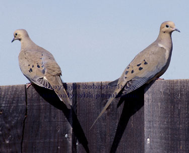 mourning doves