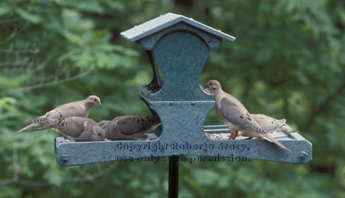 mourning doves